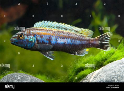 auratus|Malawi Golden Cichlid (Melanochromis auratus) .